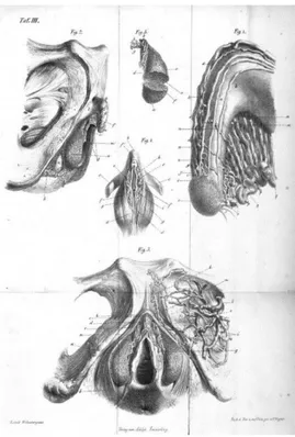 Figura 3 Kobelt. Clítoris (1844) Ilustración  del clítoris  