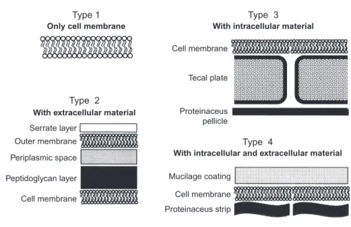 Fig. 6.1 Schematic view of cyanobacteria and algae cell wall types. Modified from Lee, R.E., 2008