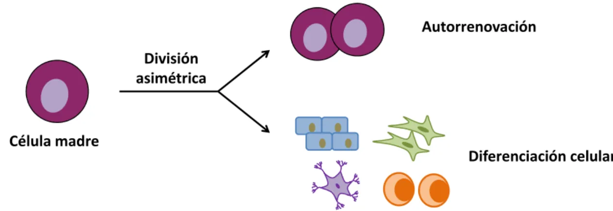 Figura 8. Características de las células madre. Las células madre se caracterizan por mantenerse 