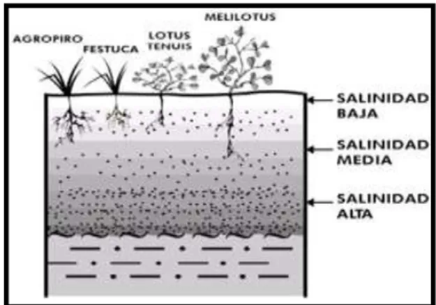Figura 7. Factores que aumentan la Salinidad en las capas de suelo. 