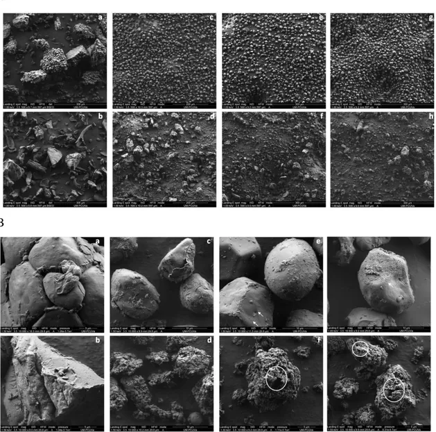 Figure 1. Scanning electron micrographs of native (a, c, e, g) and extruded (b, d, f, h)  flours at low (A)  and high (B) magnification, respectively
