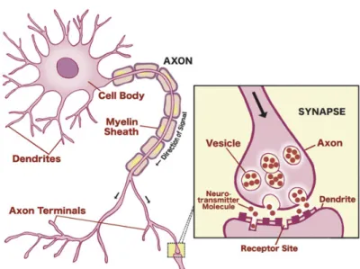Figure 1.4: Neurotransmission from pre-synaptic and post-synaptic neurons and neuron synapsis