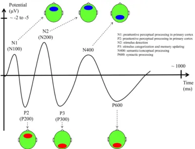 Figure 1.6: Main ERP components with their functional interpretation, latencies, and scalp topography (ellipses indicate the scalp location where the component has the largest amplitude