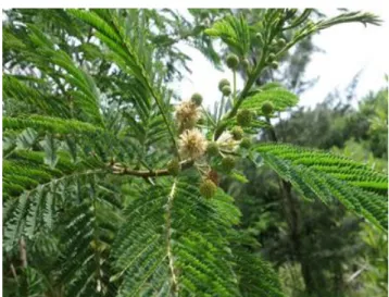 Figura 5.Leucaena diversifolia  Fuente. Google.com 