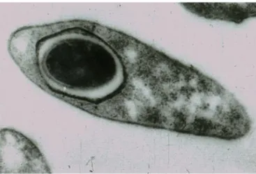 Figura 3. Clostridium botulinum. Célula esporulada. Fotografía electrónica (33.000 x) [16]
