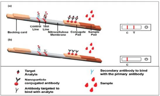 Figura 6. Representación esquemática de un dispositivo LFA (a) Resultado positivo mientras el  analito de interés está presente en la muestra, (b) Resultado negativo mientras que el analito 