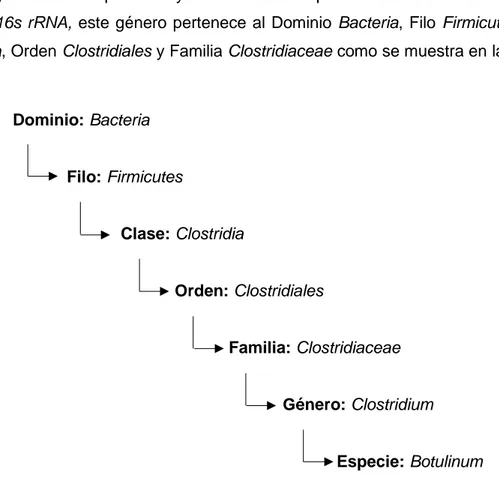 Figura 1. Esquema de la taxonomía del género Clostridium [14]. 