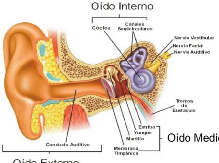 Gráfico N: 6: Estructura del oído 