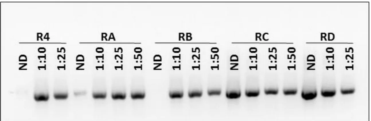 Figure  B:  Amplicons  of  the  V6-V8  region  of  eubacterial  16S  ribosomal  DNA 