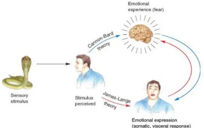 Figura 1: Definición de emoción de Damasio (2000). 