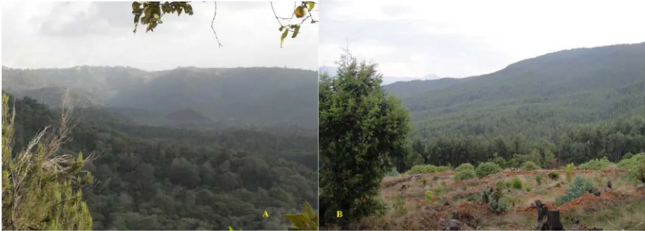 Figure 3: Highland natural Afromontane forests (A) and plantation of Eucalyptus tree forests (B) in Ethiopia