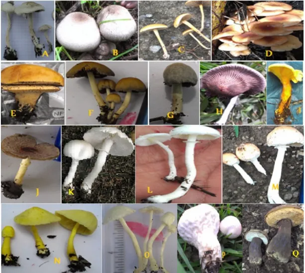 Figure 1:  Pictures of some wild Edible mushrooms in Ethiopian forests: (A) Agaricus campestroides, (B)  Agaricus subedulis, (C) Agrocybe  pediades,  (D)  Armillaria heimii, (E) Calvatia rubroflava  (F)  Coprinellus  domesticus, (G) Coprinopsis nivea, (H) 