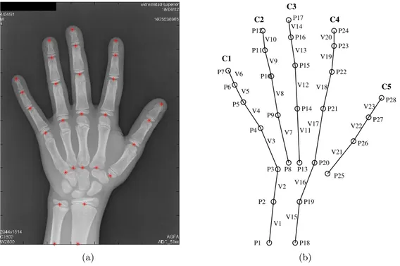 Figura 3.1: (a) Puntos de control anat´ omicos superpuestos en una radiograf´ıa de la mano