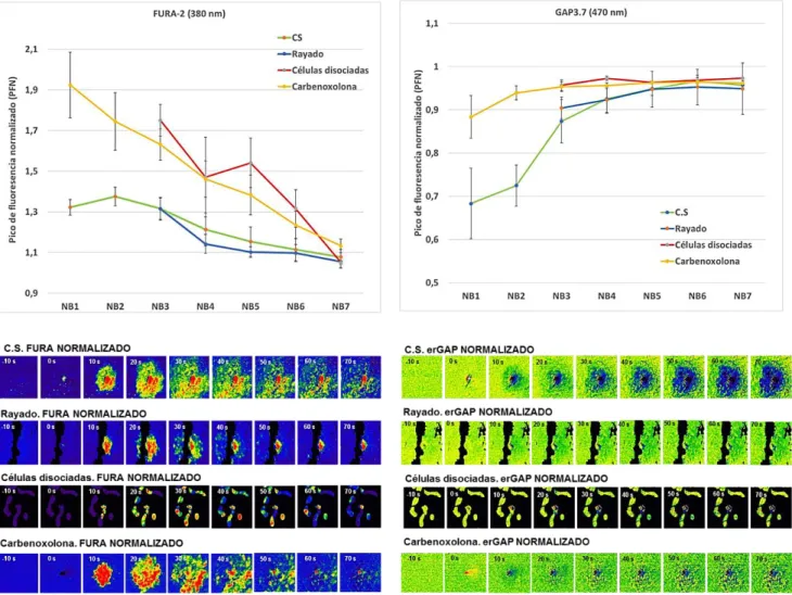 Figura  8: Efecto sobre  la onda  de  calcio generada  por  estimulación  mecánica  de la  aplicación  de  carbenoxolona  (inhibidor  de  hemicanales),  y de  la  discontinuidad  de  las  células  en  cultivo,  ya sea  por  cultivos  no  confluentes  o  po