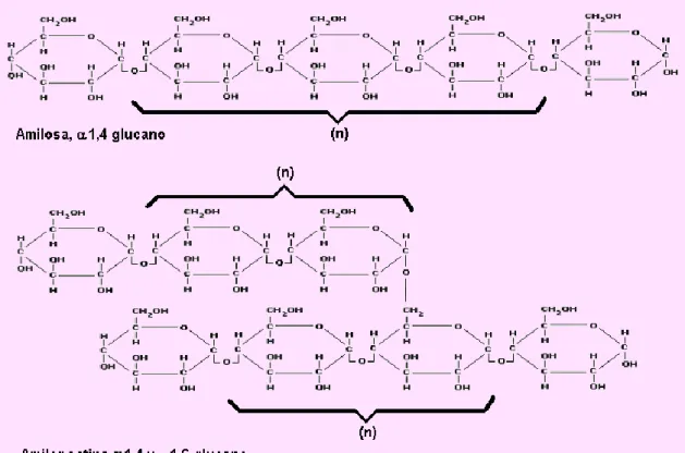 Figura 2. Estructura molecular del almidón 