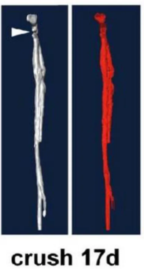 Figura  8:  Imagen  de  tensor  de  difusión  con  reconstrucción  tridimensional  y  tractografía  de  nervios  periféricos  de  ratón  ex  vivo