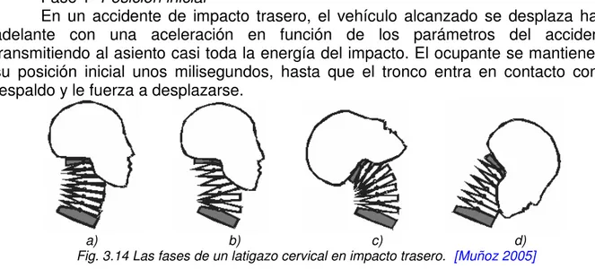 Fig. 3.14 Las fases de un latigazo cervical en impacto trasero.   [Muñoz 2005]