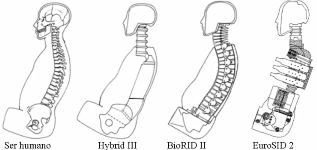 Fig. 3.18 Comparación de la espina vertebral de varios dummies con respecto al ser humano