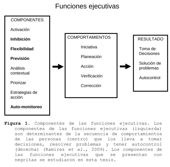 Figura  1.  Componentes  de  las  funciones  ejecutivas.  Los 