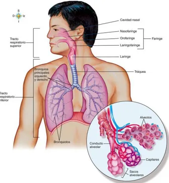 Figura 1: Plan estructural del sistema respiratorio. 5