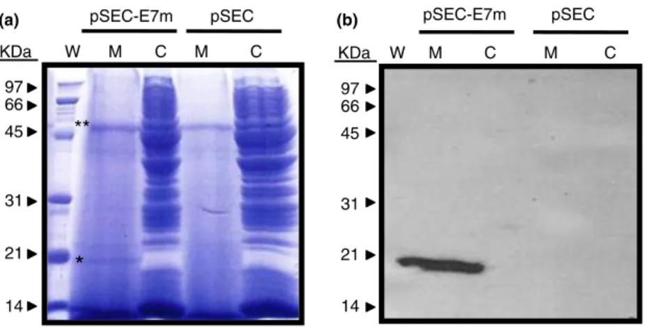 Figure 2 Expression analysis of E7m secretion by recombinant L. lactis. The cell fraction (C) and cell-free-medium (M) proteins from cultures of L