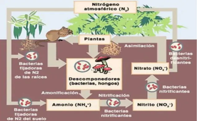 Figura 2.  Representación del ciclo del nitrógeno  