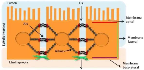 Figura  4:  Complejos  de  adhesión  de  las  células  epiteliales.  En  la  membrana  lateral:  uniones  adherentes  o  AJs 