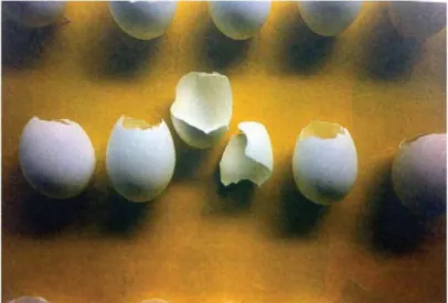 Figura 1. Objects, Marcel Broodthaers. 