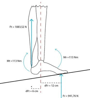 Ilustración 31. Equilibrio rotacional del pie humano. 