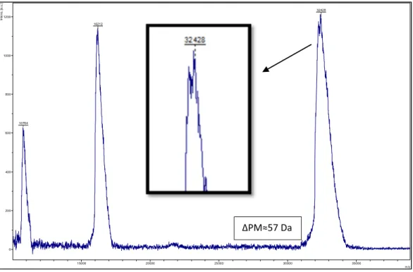 Figura 5.2.1.3.2.5 : Espectro de masas MALDI-ToF del producto resultante de la reacción entre el  VOKx72 y la propargilamina, vía DCC/NHS