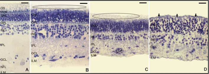 Figura 1: Figura modificada de Fernández-Bueno et al. (2008) [5] donde se observan los cambios en la estructura retiniana a  lo  largo  del  cultivo  organotipico  de  la  neurorretina  porcina