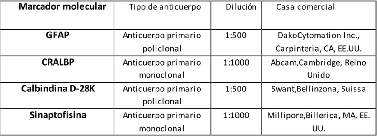 Table 1: Tabla resumida de los anticuerpos primarios utilizados en los protocolos de inmunohis toquímica 