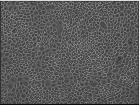 Figura 10: Imagen de epitelio pigmentario de la retina (EPR) a los 9 días de cultivo. Se observa un epitelio mono-estratificado  confluente de morfología conservada  (magnificación 10x)
