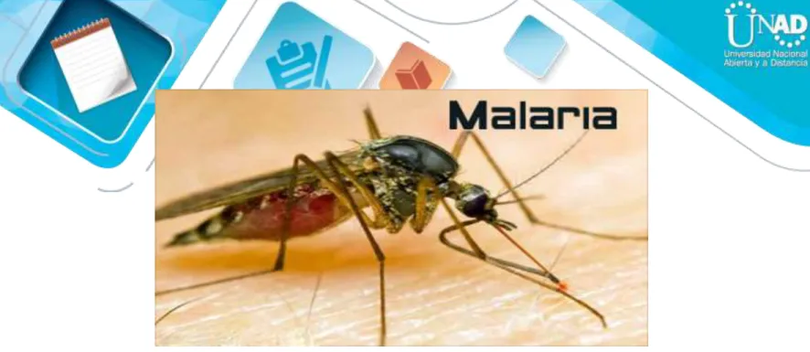 Figura 2. Malaria  