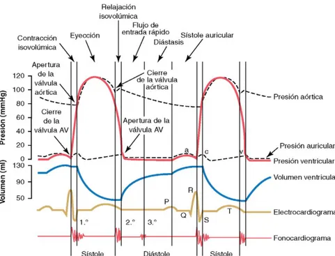 Figura 2.3.1: Acontecimientos del ciclo cardíaco para la función del ventrículo izquierdo  FUENTE: [Guyton &amp; Hall, 2011] 