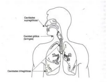 Figura 1: El tracto vocal. Imagen obtenida de Alcoba, 2000. 