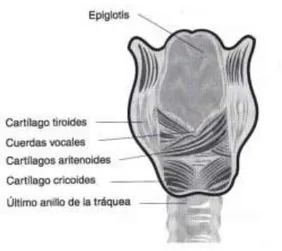 Figura 3. La cavidad laríngea. Imagen obtenida de Alcoba, 2000 