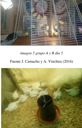 Tabla 2 densidad de población en pollos broiler en clima frio 
