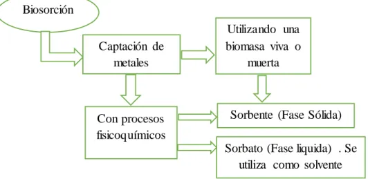 Figura  6. Proceso de biosorción  Tomado  de (Mejía,  2006) 