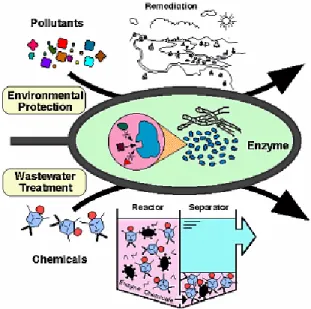 Figura  7. Degradación  enzimática.  Tomado  de (Tejedor,  2008)  5.6.2. Remediación  microbiana 