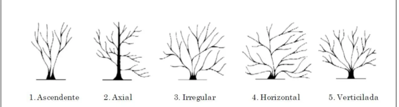 Figura 3. Distribución de ramas de plantas de guayabo  Fuente: A.B. Sánchez-Urdaneta y C.B
