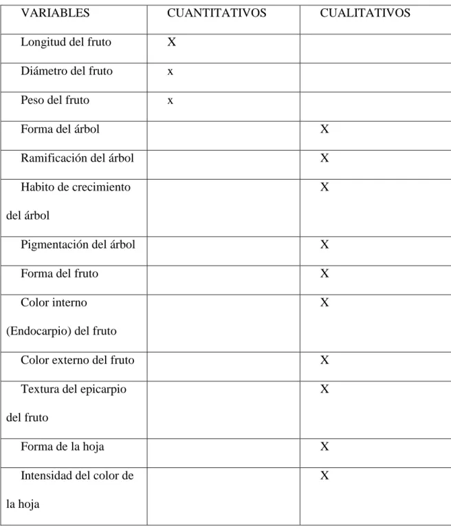 Tabla 4. Descriptores cuantitativos y cualitativos para Psidium guajava  Fuente: A.B. Sánchez-Urdaneta y C.B