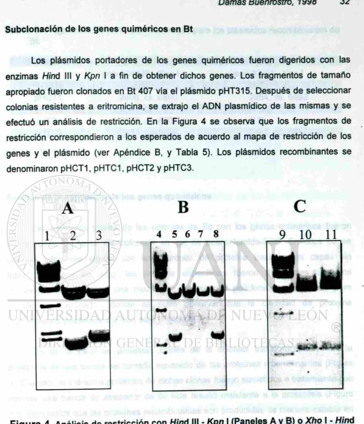 Figura 4.  Análisis de restricción con Hirió III - Kpn I (Paneles A y B) o Xho I - Hiñó  III (Panel C) de los plásmidos recombinantes en Bt 407