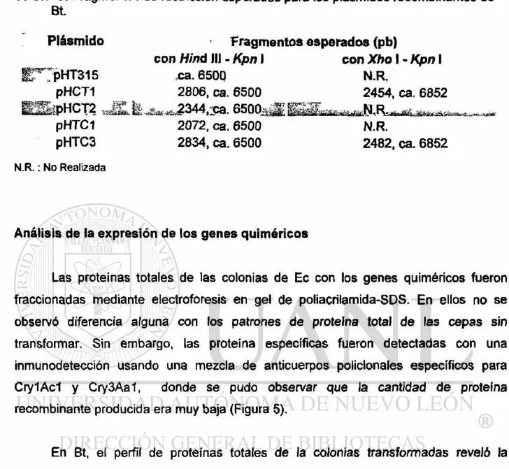 Tabla 5.  Fragmentos de restricción esperados para los plásmidos recombinantes de  Bt