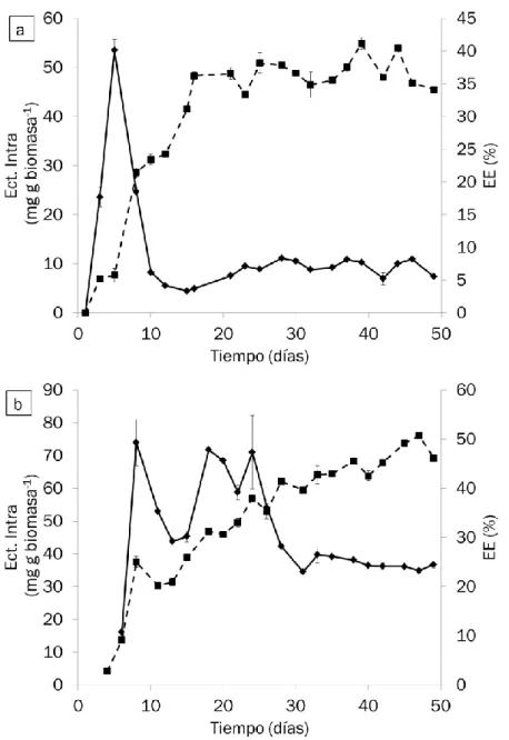 Figura 12: Evolución temporal de la ectoína intra-celular (línea continua, ♦) y de la EE (línea discontinua,  ■) en los reactores a) R1 y b) R2