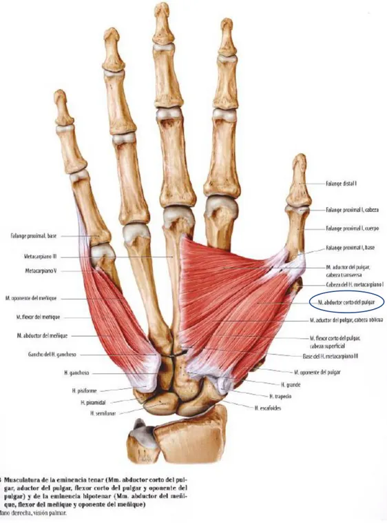 Figura 5 -  Músculos cortos de la mano: Musculatura tenar e hipotenar. Mano derecha, visión palmar [8] 