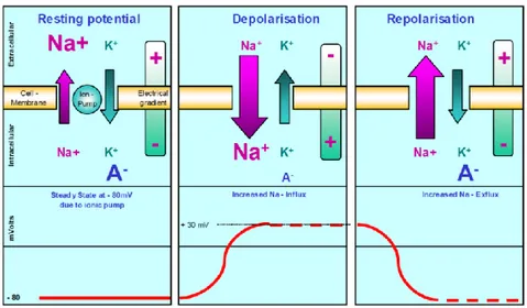 Figura 9.- Esquema del ciclo de despolarización-repolarización en las membranas excitables 