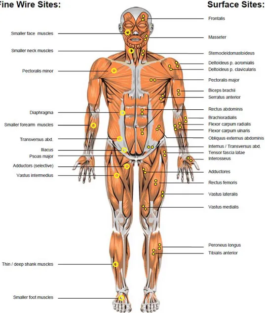 Figura 14.- Localizaciones anatómicas recomendadas para el posicionamiento de electrodos según el  músculo objeto de estudio (Vista frontal) 