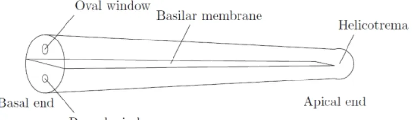 Figura 1.1: Tubo coclear desenrollado