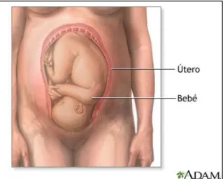 Figura 1. Presentación normal intrauterina  del feto. Disponible en: 